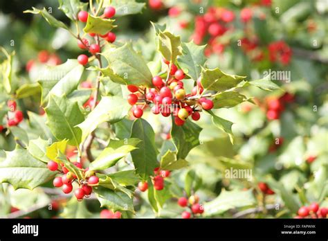 The American Holly Ilex Opaca Is A Species Of Holly Native To The