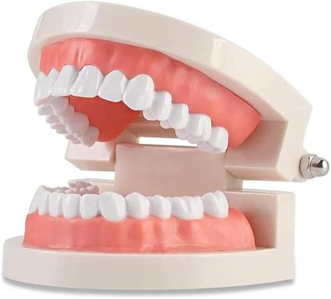 Wangcl Teeth Dental Demonstration Model Tooth Model Dental Model