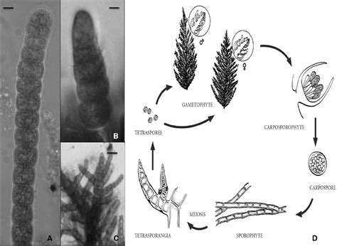 Frontiers On Reproduction In Red Algae Further Research Needed At