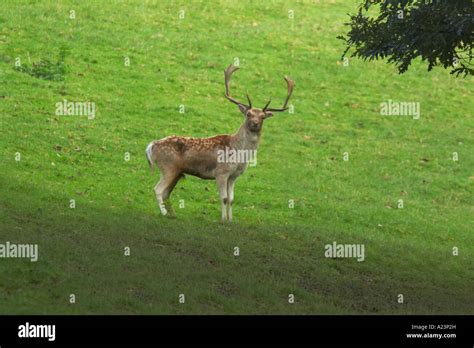 Fallow Deer Stag On Grassland Stock Photo Alamy