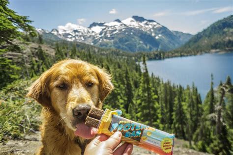 11 Long-Lasting Chews For Dogs Who'd Chew Through Drywall - BarkPost