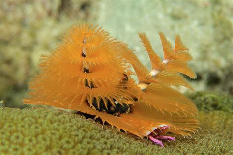 Christmas Tree Worm Photograph By Robert Wrenn Fine Art America