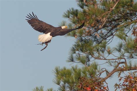 More Eagle Photos From Blackwater NWR | photoartflight