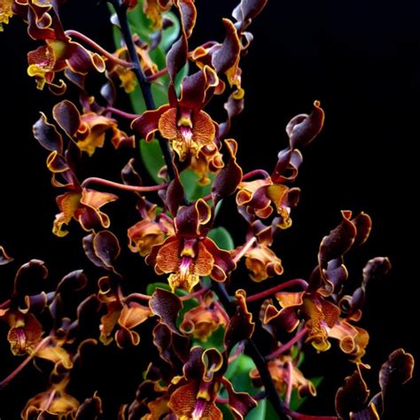 Jual Anggrek Ken Arok Seedling Dendrobium Keriting Melintir Exclusive