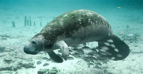 Come See the West Indian manatees