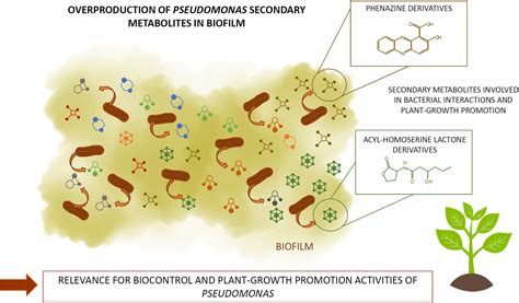 Secondary Metabolites From Plantassociated Pseudomonas Are