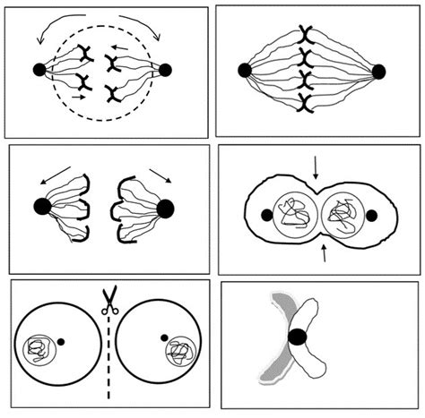 Mitosis Diagram | Quizlet