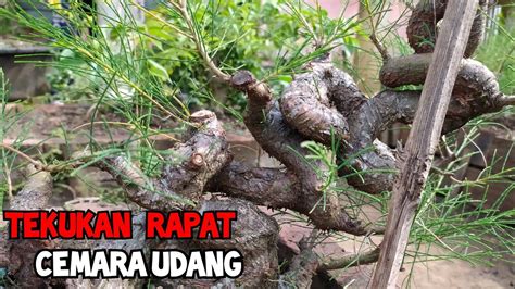 Review Bonsai Tekukan Rapat Cemara Udang Pak Ujang Garut Youtube