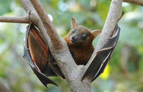 Lesser Short Nosed Fruit Bat Wikipedia