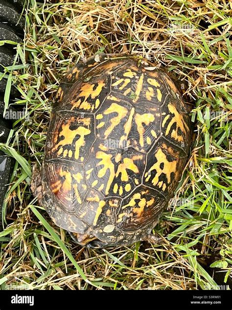 Turtle With Yellow Markings Of Shell From Above In Grass Stock Photo