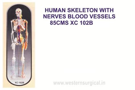 Medium Skeleton With Nerves And Blood Vessels Cm Tall At Best Price