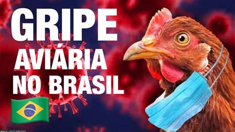 GRIPE AVIÁRIA o que se sabe sobre a doença no Brasil até agora H5N1