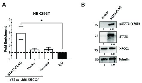 Ectopic Overexpression Of Stat3 Increases Stat3 Occupancy Within The