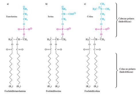 Bioquimica Lipidos Y Membranas