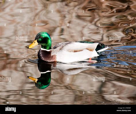 Collection 91 Pictures Is A Male Duck Called A Drake Latest