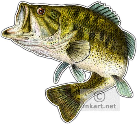 Largemouth Bass Drawing at GetDrawings | Free download