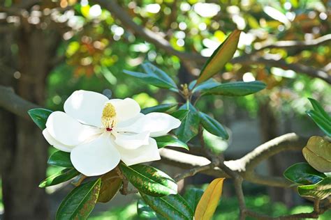 12 Popular Types of Magnolia Trees and Shrubs