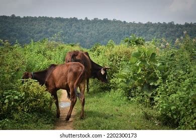 Cow Eating Indian Images Stock Photos Vectors Shutterstock