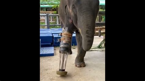 Elephant Video Elephant Broken Leg Elephant Leg Injury Treatment