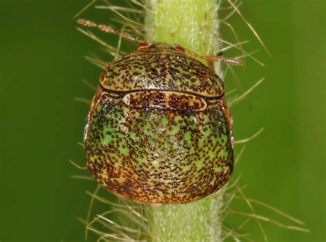 How To Identify Kudzu Bugs