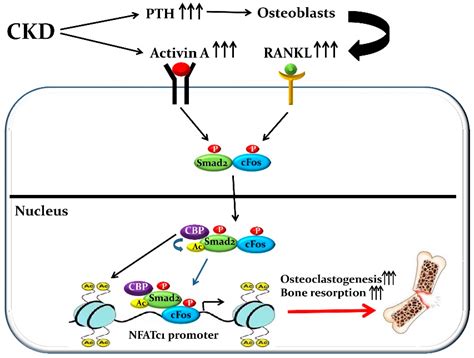 Ijms Free Full Text Systemic Activation Of Activin A Signaling