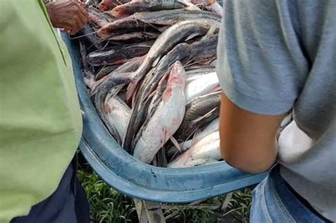 Por Envenenamiento Del Agua Toneladas De Peces Murieron En El R O