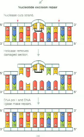 Mechanisms Of Microbial Genetics Pt Flashcards Quizlet