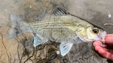 White Bass A Comprehensive Species Guide Wired Fish