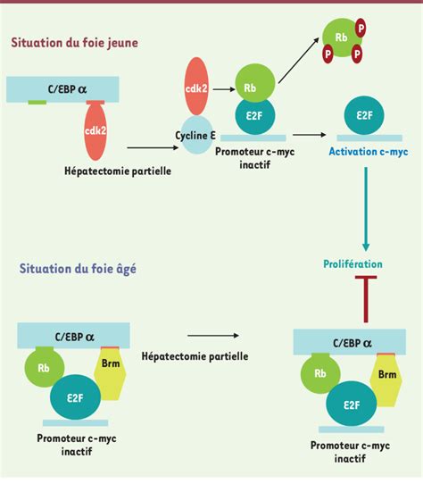 Hypoth Se De Mod Le Pour La Baisse De Capacit Prolif Rative Du Foie