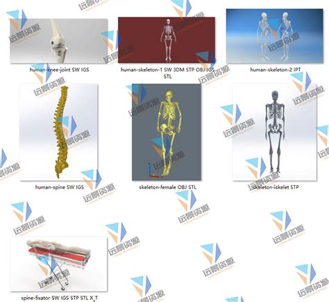 人体骨骼三维模型设计脊柱关节3d图纸solidworks素材obj建数模stl 远景资源