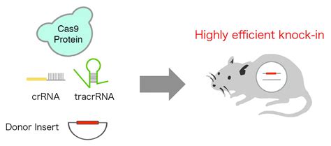 Highly Efficient Crispr Knock In In Mouse