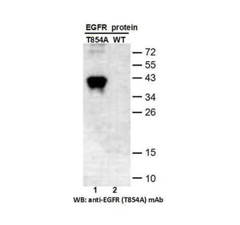 EGFR T854A 小鼠单抗 费斯德 GTP酶和癌基因产品