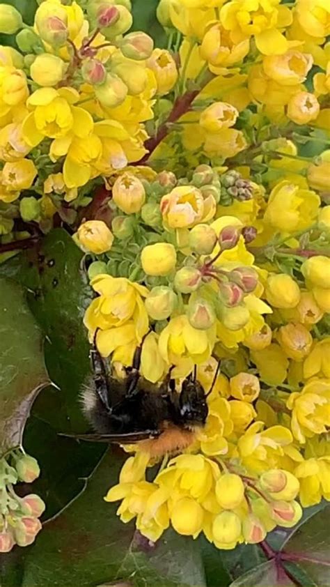 Pin de Cida Prado em Pins criados por você Flores amarelas Bom