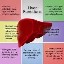 Importance of Liver Function - Assignment Point