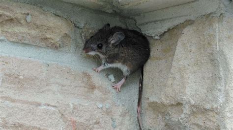 Can Mice Eat Through Metal