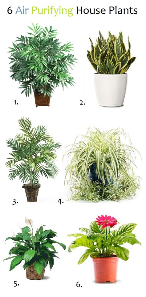 Air Purifying Plants