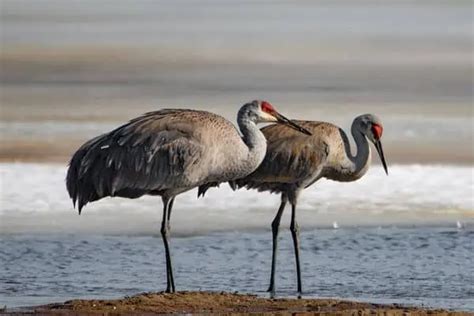 12 of the Longest Living Birds on Earth - Wildlife Informer