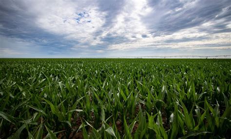 Oklahoma Farm Report Oklahoma Crop Producers Urged To Be Proactive