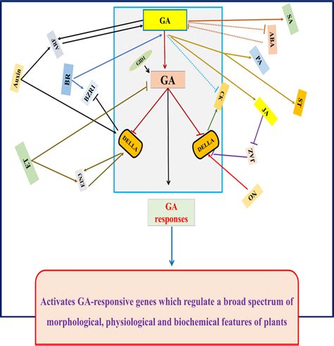 A Schematic Model Of Gibberellin Crosstalk With Other Phytohormones In