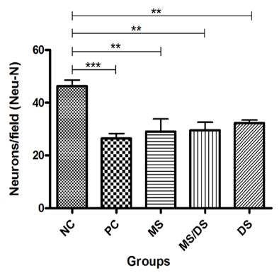 Means Of Labeled Neurons Field In Histo Logic Sections From The