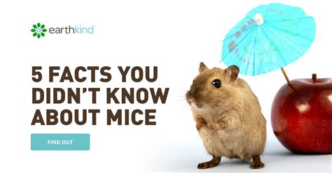 10 Interesting Facts About Mice You May Not Know | EarthKind