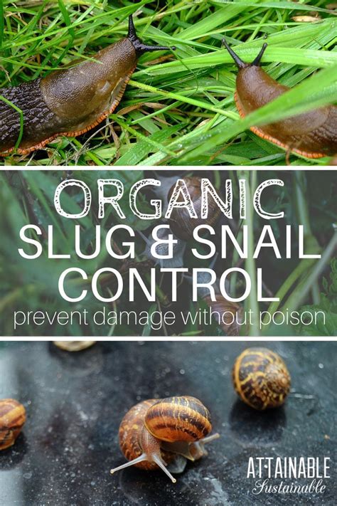 An Uncontrolled Slug And Snail Problem Can Decimate A Crop Overnight