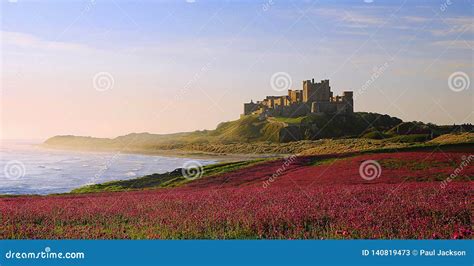 Castillo De Bamburgh Northumberland Y Las Coronarias Rosadas Imagen De