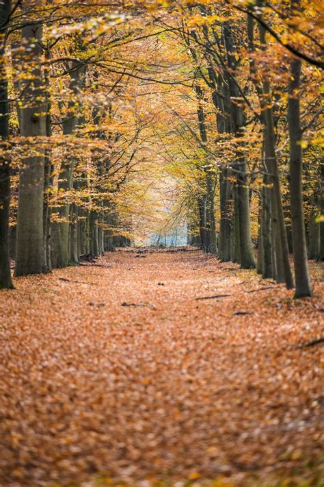 Caminho Na Floresta Do Outono Imagem De Stock Imagem De Projeto