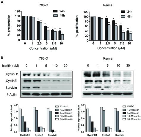 Icaritin Inhibits 786 O Renca Cell Proliferation A Analysis Of Rcc