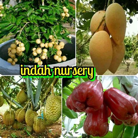 Jual R O Paket Jenis Bibit Durian Montong Mangga Chokanan Jambu Madu