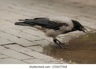 648 Crow Eating Meat Images, Stock Photos & Vectors | Shutterstock