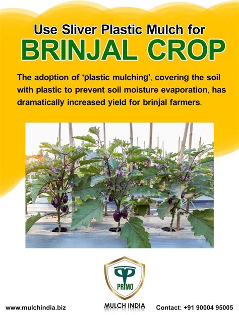 MulchIndia Use Silver Plastic Mulch for Brinjal Crop 𝐌𝐮𝐥𝐜𝐡 𝐈𝐧𝐝𝐢𝐚