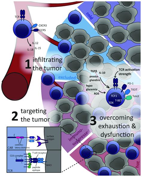 Major Challenges For Adoptively Transferred T Cells In The Tumor