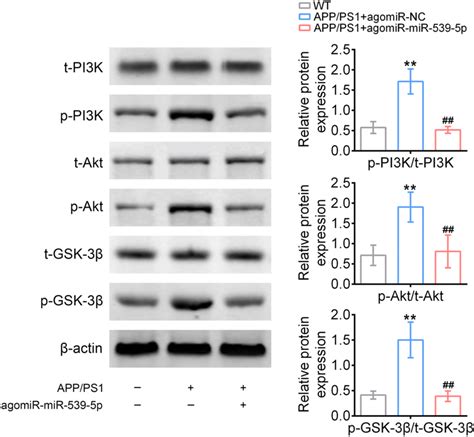 Mir P Regulated The Pi K Akt Gsk Signaling Pathway The